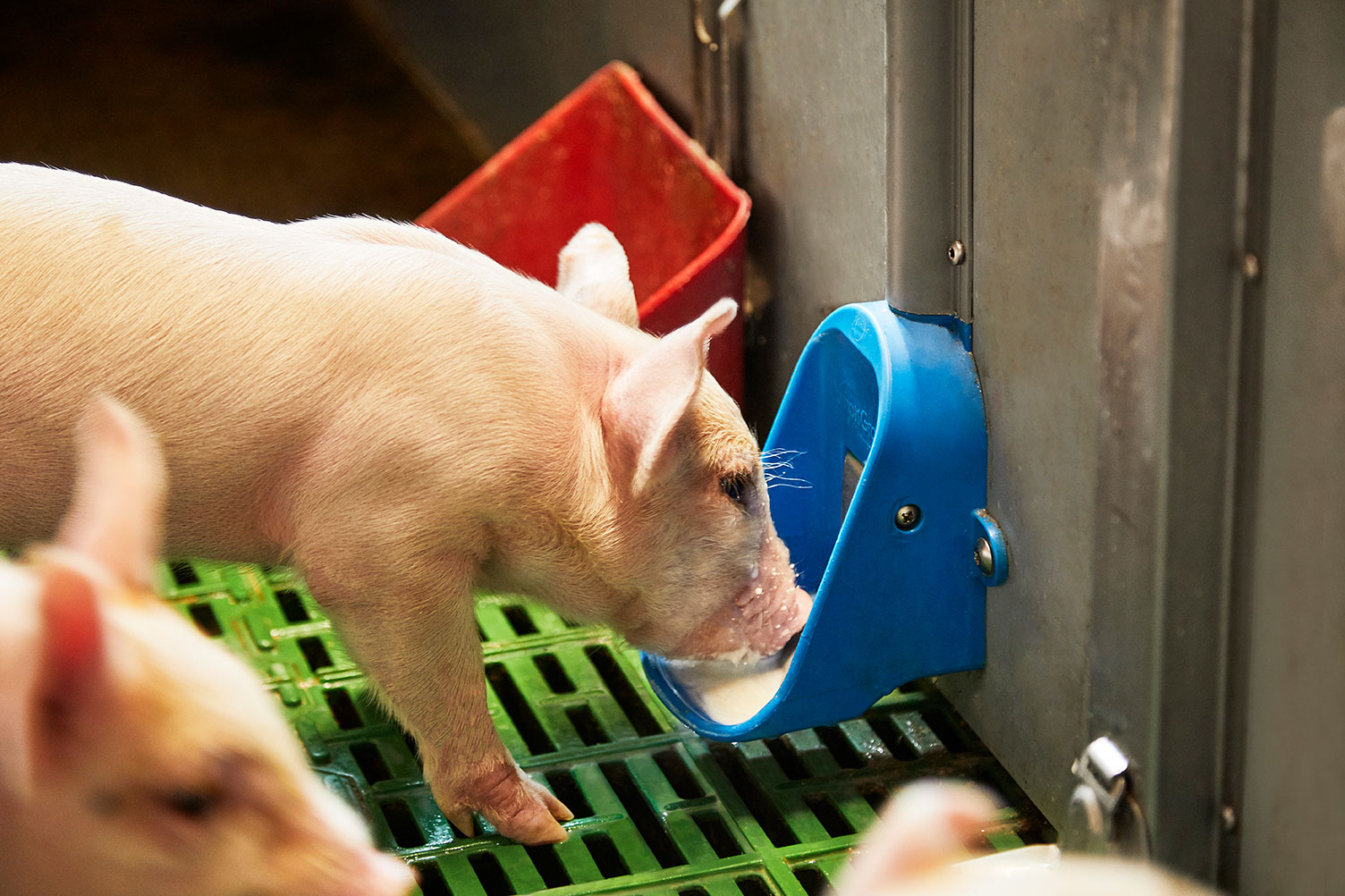 A milk system in the farrowing pen – have you installed yours yet? | AB Neo