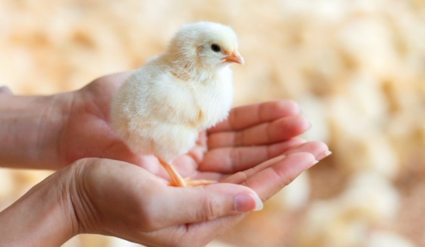 Young chicken in hand