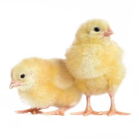 AB Neo - industry: Poultry